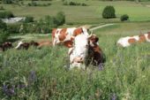 Lait de vache de la ferme