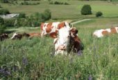 Lait de vache de la ferme